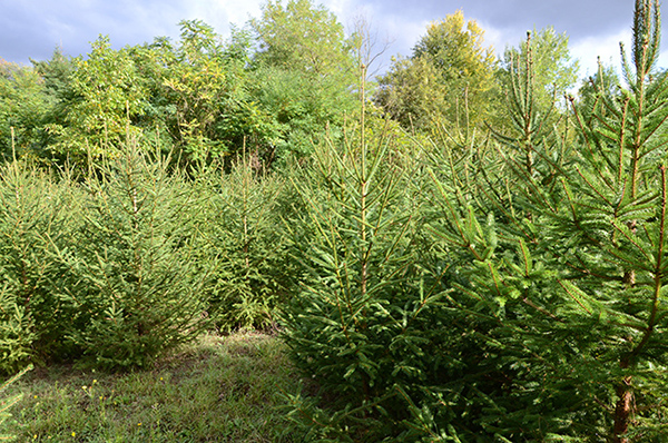 alberi di natale